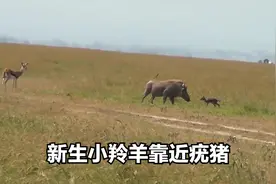 羚羊刚产下幼崽，就被疣猪吞噬，没想到食草界这么内卷视频封面