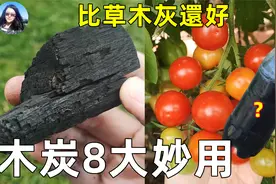 木炭8大妙用, 比草木灰还好, 产量翻倍的秘密, 种花种菜少不了视频封面