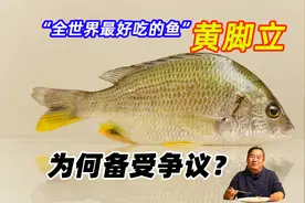 蔡澜：“全世界最好吃的鱼”黄脚立，海边人给您全面介绍与评测