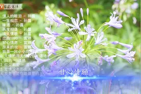 国语情感歌曲经典女声翻唱《甘心情愿》视频封面