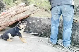 曹哥卖狗，老爸说卖20元一斤，他卖了25元一斤，算不算坑人呢？视频封面