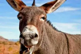 为啥母骡子能生育，公骡子却不能？看看马和驴做的好事就知道了视频封面