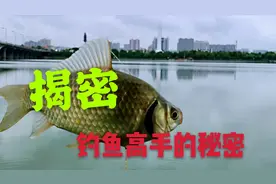 野钓鲫鱼鲤鱼太简单了！两种饵料一搭配，不是顶漂就是黑漂，真爽视频封面
