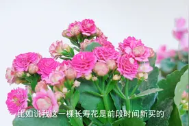 长寿花花苞干枯打不开？肯定是这件事没做好视频封面
