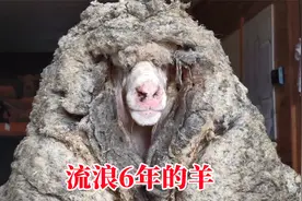 绵羊躲进深山老林6年，只为不被剃毛，回来时脱下了整70斤羊毛视频封面