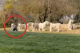 北京野生动物园一游客擅自下车冲向虎群 园方：闯入者正接受调查视频封面