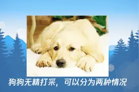 狗狗无精打采是怎么回事视频封面