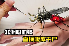 模型制作：非洲吸血大蚊子，能把人吸成干尸视频封面