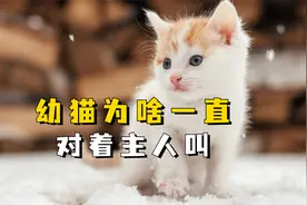 幼猫看着主人一直叫怎么回事？视频封面