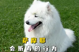 不怕告诉你，萨摩耶这样养，真的“不长命”视频封面