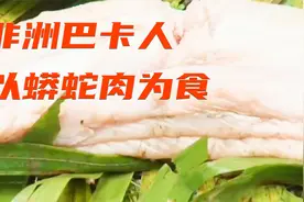 非洲巴卡人以蟒蛇肉为食，天上飞的犀鸟也逃不过！视频封面