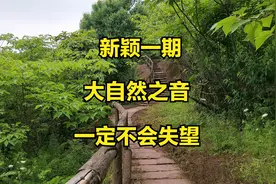 成都全球最大城市森林公园，一人独享天籁之声，偶入千年成渝古道