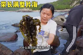 野海带长满整片海，随手一拔就是一大筐，这块好地方能保密住吗视频封面