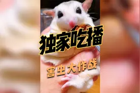 蜜袋鼯害虫大作战之不可思议的吃蟑螂美食秀（胆小勿入）视频封面