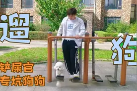 小狗狗最怕玩水，最不怕的就是荡秋千，这是什么操作？视频封面
