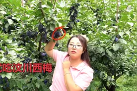 四川汶川的西梅又大又甜，悦悦来到果园试吃，根本停不下来！视频封面