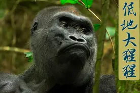 森林中一块宽旷的湿地，成了低地大猩猩及其它森林动物的乐园。