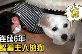 主人的一个举动，狗狗连续6年对他不理不睬，究竟发生了什么？视频封面