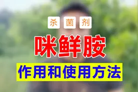 揭秘：咪鲜胺的作用与效果及使用方法视频封面
