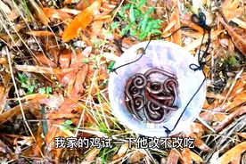马陆虫，听说大公鸡不敢吃，见了就躲，小伙不信非上山弄来试试视频封面