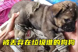 小狗被绑住双脚扔在恶臭的垃圾堆，小哥好心救助，结局超暖看哭了视频封面