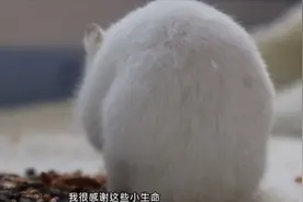 肿瘤仓鼠的晚年生活——永远不要放弃自己，坚强地活下去！