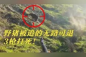 10几个猎人带着几十条狗进山打野猪，野猪被撵的无路可退，过瘾！视频封面