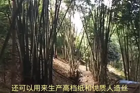 世界上最大的竹笋重达几百斤产自云南的巨龙竹这够吃一个月了视频封面
