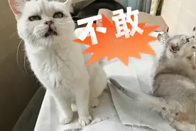 在猫舍当繁殖猫被关笼子里两年的银渐层，竟然没有了跳跃能力