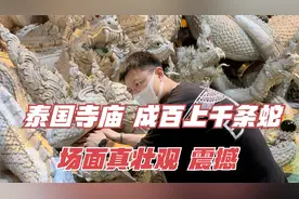 泰国老丈带俩女婿参观泰国寺庙，成百上千条蛇，场面壮观！震撼！视频封面