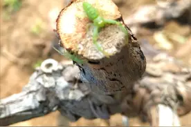 一只绿色的蜘蛛歐不，是两只。视频封面