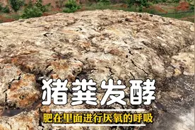 特别的猪粪发酵方法视频封面