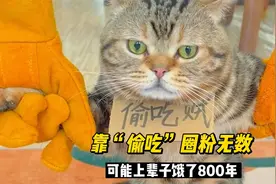 美短虎斑七宝，靠“偷吃”圈粉无数，可能上辈子饿了800年吧