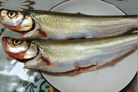老爸下网抓的白条鱼这样烧，肉嫩入味，汤汁鲜美，太好吃了