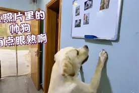 拉布拉多看到自己的照片，反应竟然那么大，咦这狗看着有点眼熟啊视频封面