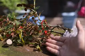 什么植物既会爬藤开花又美？园艺师教你，它就是藤本月季视频封面