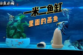 一米二鱼缸里养的燕鱼