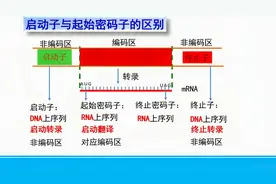 高中生物选修三～启动子与起始密码子的区别