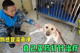 流浪狗感冒流鼻涕流感症状，买药打针治疗，救助赡养真的不容易视频封面