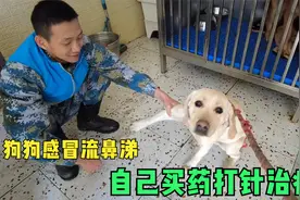 流浪狗感冒流鼻涕流感症状，买药打针治疗，救助赡养真的不容易视频封面