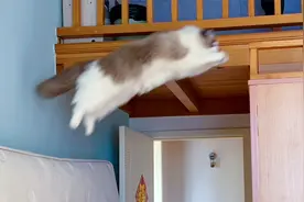 哇！16斤的布偶猫，也能飞檐走壁，我惊了！