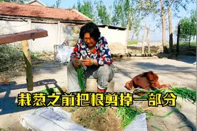 农村金山：东北农村人栽葱之前都要把根剪掉一部分，不知道啥原理视频封面