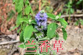 常见的兰香草毒蛇克星，当地称为“风湿草”，普通植物难寻找视频封面