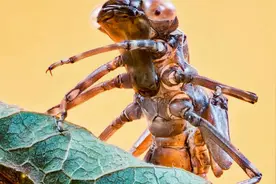 小时候水沟里常见的虫子原来都捕食能手，蜻蜓幼虫居然比蜻蜓还凶视频封面