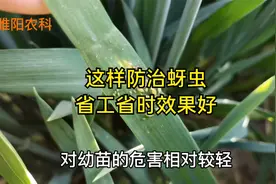 防治小麦蚜虫有技巧，在播种前这样用药，能管一季不发生视频封面