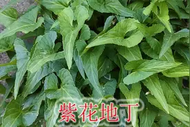 农村“紫花地丁”与毒蛇有关，山区当野菜，植物普通却珍贵难找视频封面