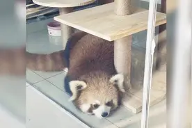 重庆一咖啡馆被爆非法饲养小熊猫，官方已介入调查！视频封面