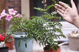 春天适合养什么花？园艺师教你，养稀有的粉色凌霄花，皮实又好养视频封面