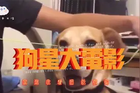 满级宠物的搞笑瞬间，堪比人类终极喜剧电影视频封面