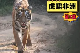 虎啸非洲第3集：狮王带人群殴老虎，长颈鹿直接吓傻百兽之王视频封面